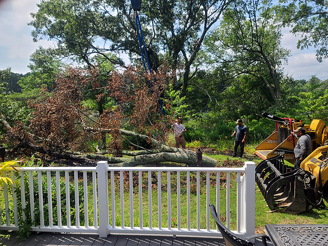 Tree Removal