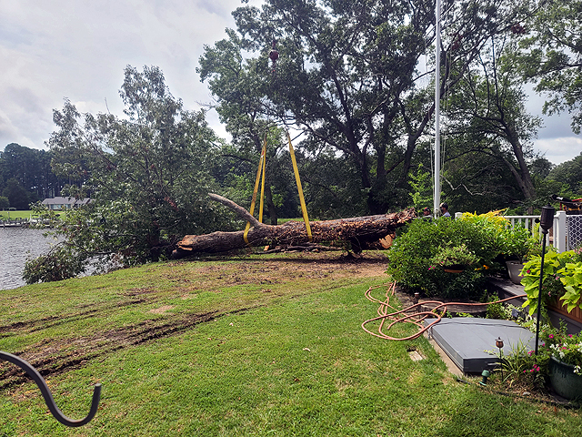 Tree Removal